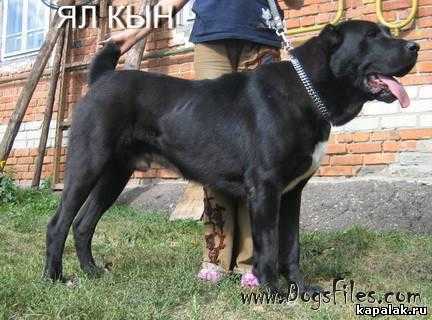 Yal Kyn | Central Asian Shepherd Dog 