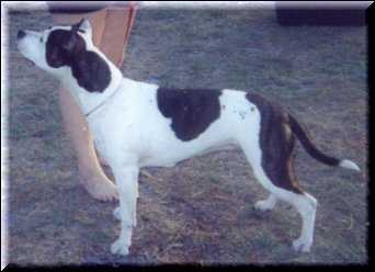 Barbarian's Mayfair Witch | American Staffordshire Terrier 