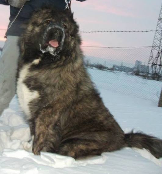 Ira De Bolintin Deal | Caucasian Mountain Dog 