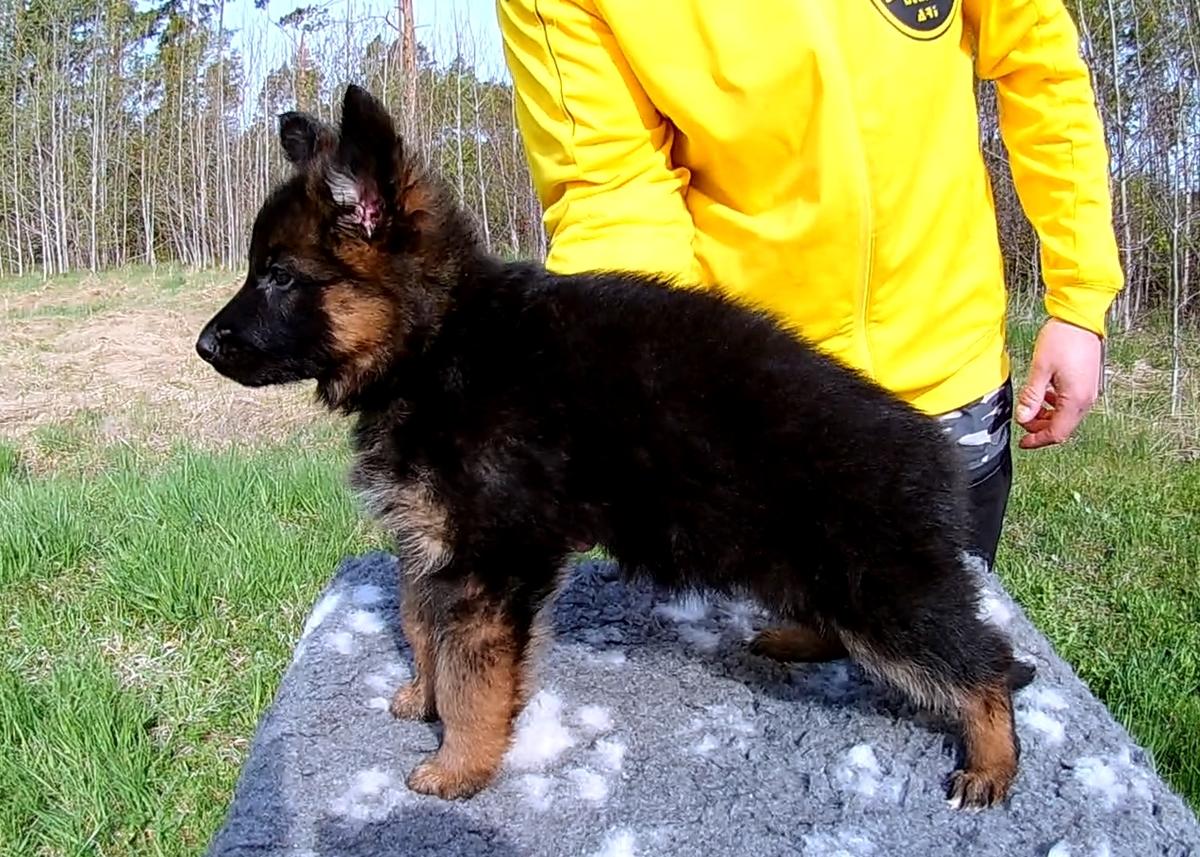 Renegade Knights CZANTEL | German Shepherd Dog 