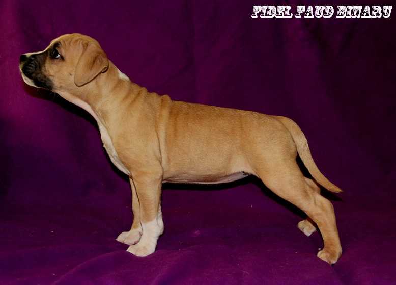 Fidel Faud Binaru | American Staffordshire Terrier 