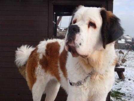 Malta Vilnoja | Saint Bernard 