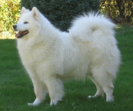 Emy Od Mano Siberian | Samoyed 