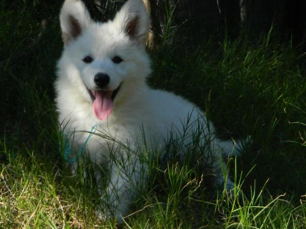 Kingdom of Angels Brandy | White Swiss Shepherd Dog 