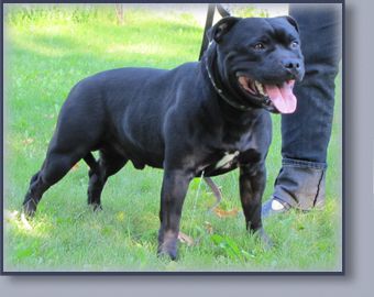 Kimstaff Tomahawk | Staffordshire Bull Terrier 