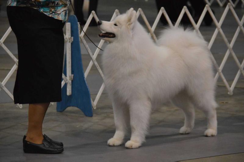 Erebor's Spirit Of Wind N'Fire | Samoyed 