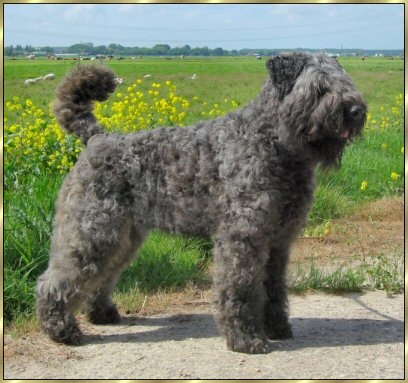 Aicha Lennox v. Bouvier Topline | Bouvier des Flandres 