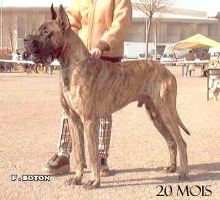 O'neal des Terres de la Rairie | Great Dane 