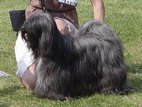 ANILA HETTY MANDALA-DELAMA | Tibetan Terrier 