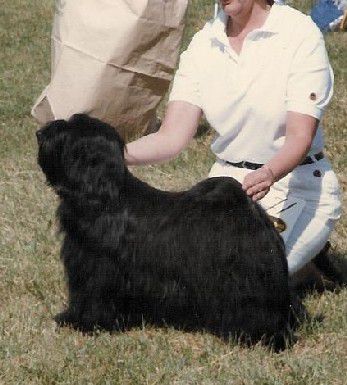 TINTAVON KHA BAGUERA | Tibetan Terrier 