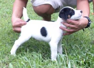 Rhigma Tramp of Nosremeshire | Jack Russell Terrier 