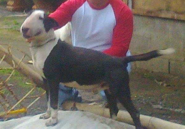 Ares | Bull Terrier 