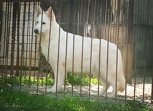 Estella of Ice Gem | White Swiss Shepherd Dog 