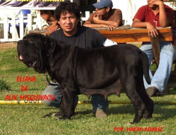 ELIANA DE ALIKMISKIYACU | Neapolitan Mastiff 