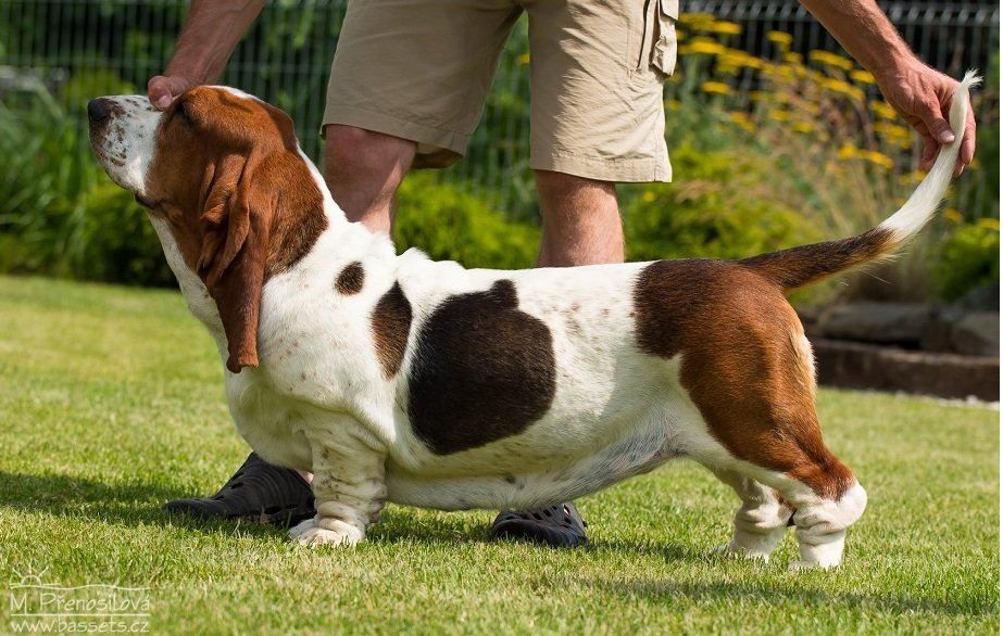 Fergie Ferguson Dramijos | Basset Hound 