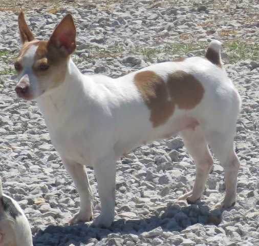 Cress' Tuff Little Girl Of AHK | Teddy Roosevelt Terrier 