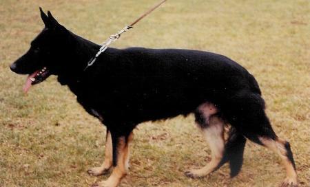 Iwo vom Bleichen Sand | German Shepherd Dog 