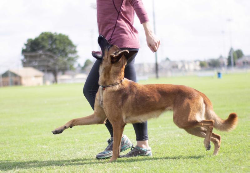 Tabatha | Belgian Malinois 