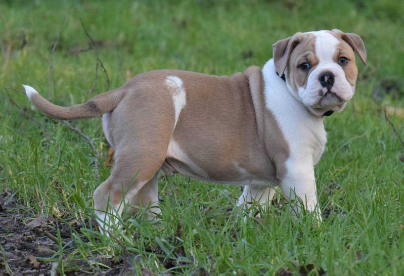 Bulls of Anarchy 'Remy' | Olde English Bulldogge 