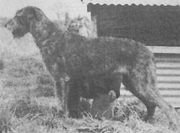 Eaglescrag Linnet | Irish Wolfhound 