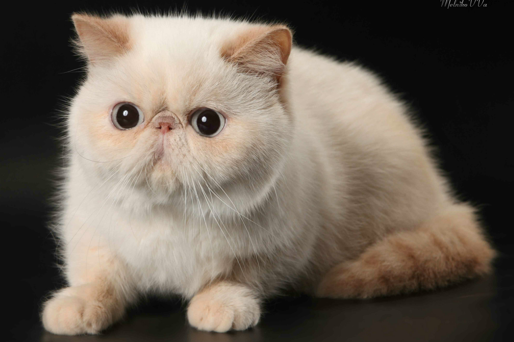 Exotic Shorthair