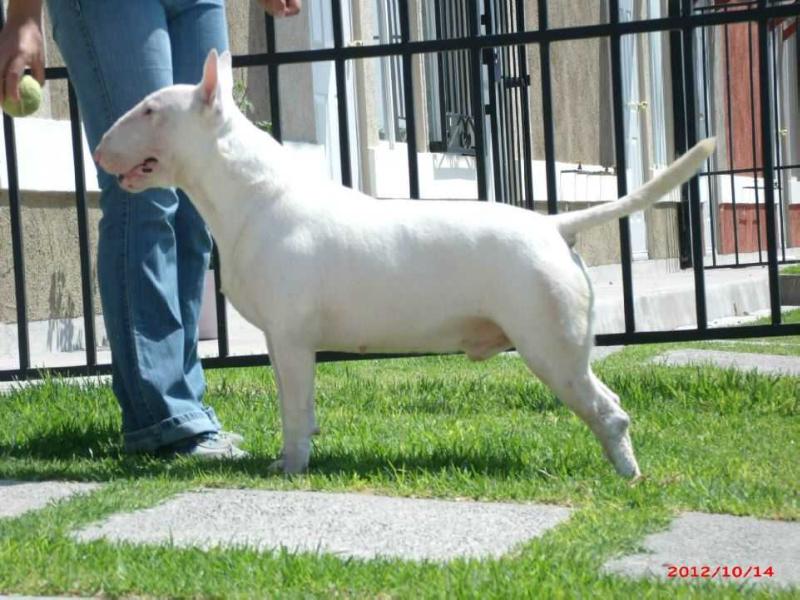 Altair by KBT | Bull Terrier 