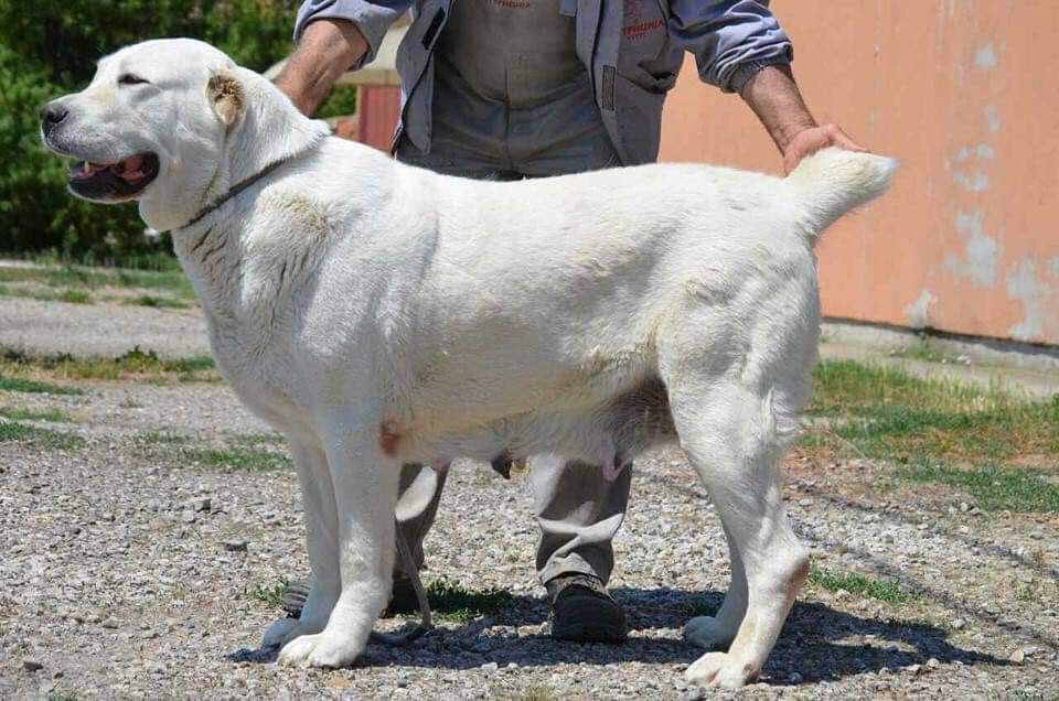 Belisima Cakanmontenegro | Central Asian Shepherd Dog 