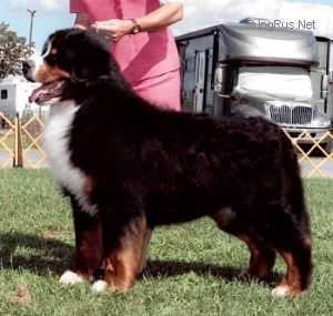 LIEBENHUND'S WHO'S YOUR DADDY | Bernese Mountain Dog 