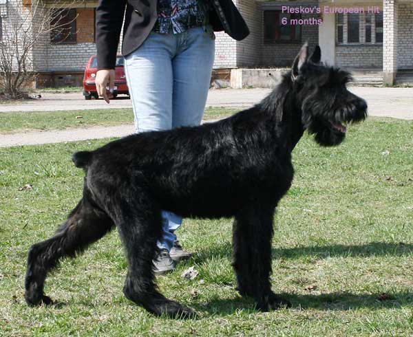 Pleskov's European Hit | Giant Schnauzer 