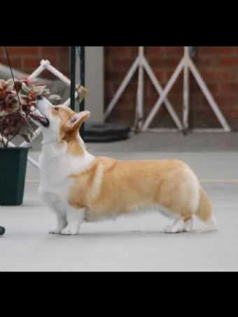Tynycoed Vivien | Pembroke Welsh Corgi 