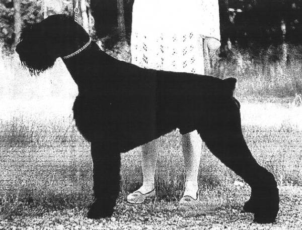 Zimyrs Rafael | Giant Schnauzer 