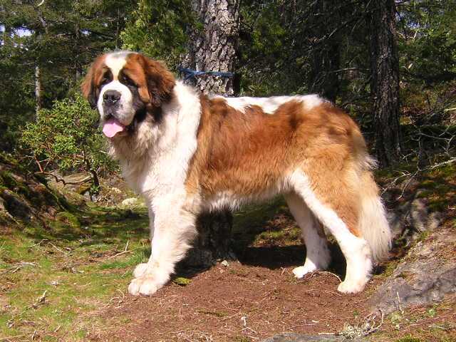 Lasquite's Garland v. Chalice | Saint Bernard 