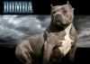 CALI KINGPIN'S BOMBA | American Staffordshire Terrier 