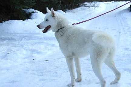 Starfire’s Ice of Ebony 94.83 | Siberian Husky 