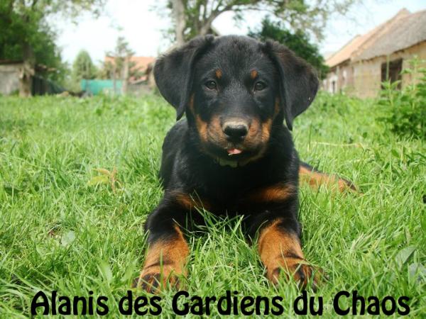 Alanis des Gardiens du Chaos | Beauceron 