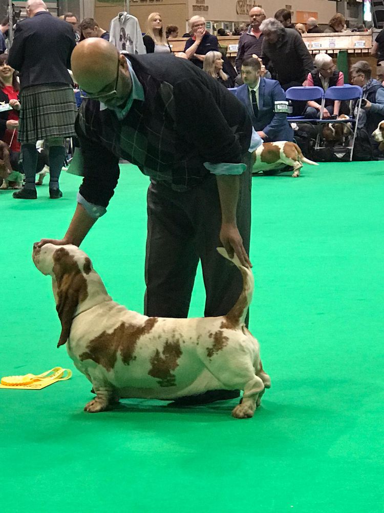 Bassjobasset Gretal | Basset Hound 