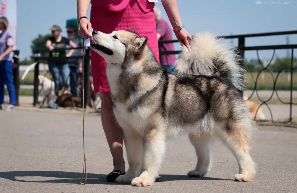 Reychel | Alaskan Malamute 