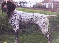 KIESEL V HEGE HAUS | German Shorthaired Pointer 