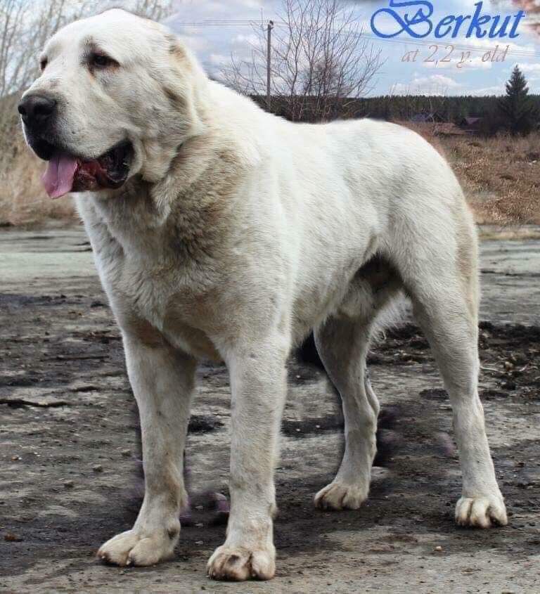 Magtang | Central Asian Shepherd Dog 