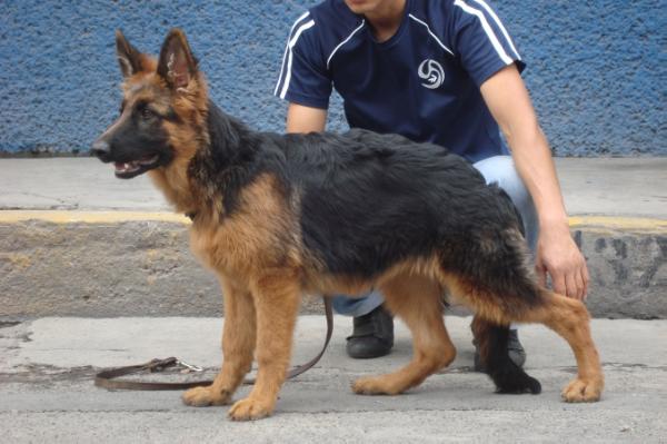 Dana (Perez) FCM 2013 | German Shepherd Dog 