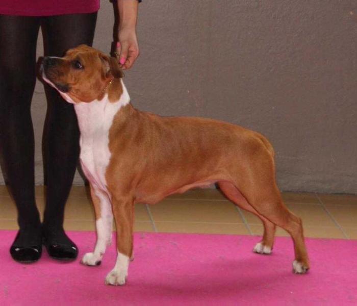 Just fabulous jamaica du temple de gaia | American Staffordshire Terrier 