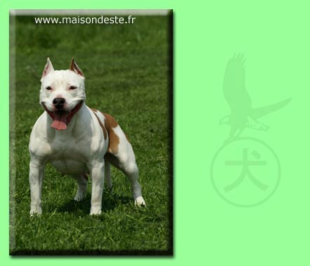 Texas De La Maison D'Este | American Staffordshire Terrier 