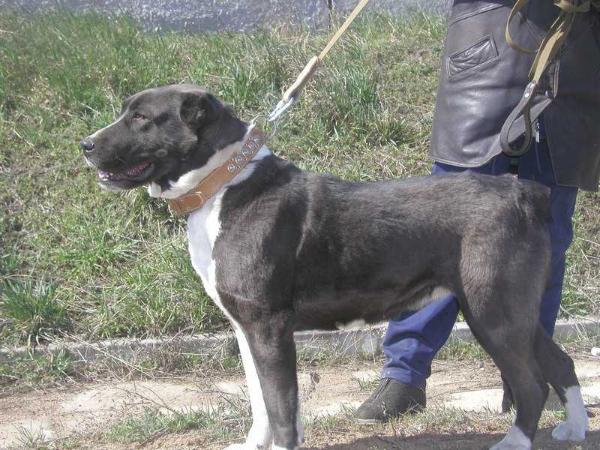 ULI-SONETA | Central Asian Shepherd Dog 