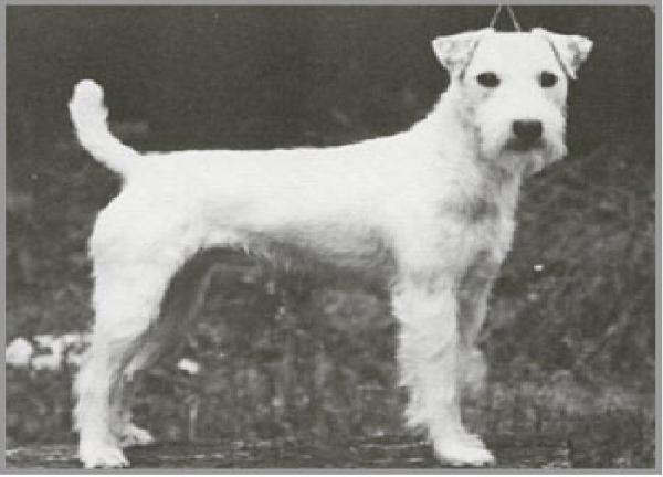 Ardencote Trueman | Parson Russell Terrier 