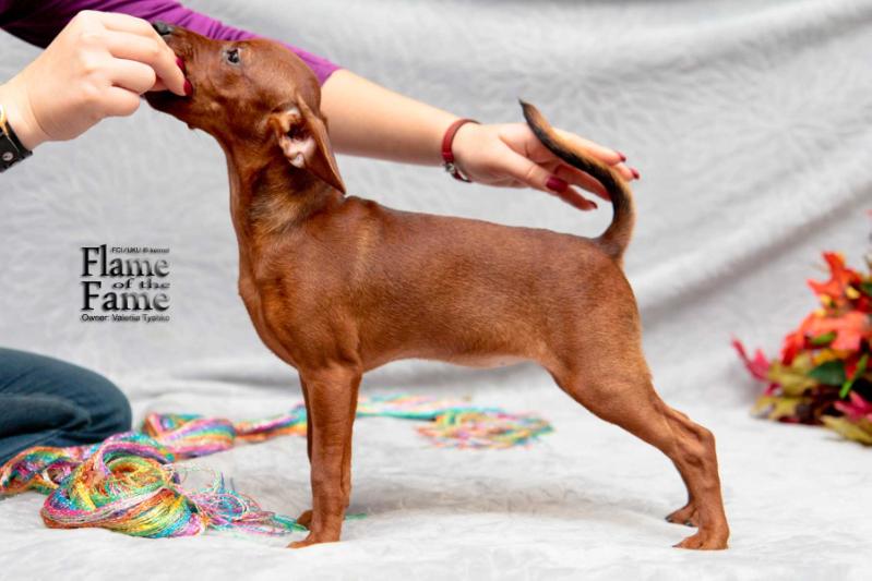 Flame Of The Fame Her Brilliance Lady Astoria Asti | Miniature Pinscher 