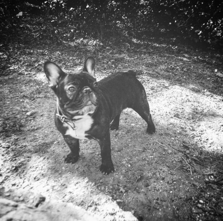 Medina Royal Bulldog's Niké | French Bulldog 