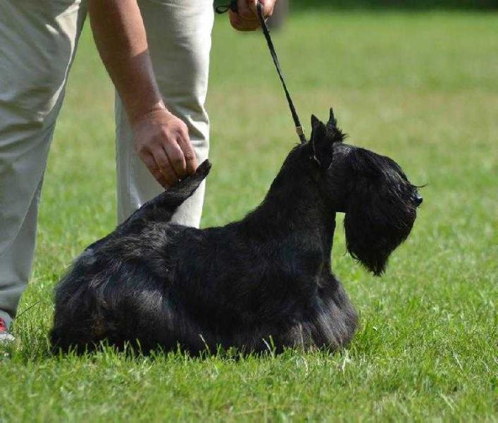 Raibeart Ambassador | Scottish Terrier 