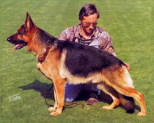 Folemarkens Jasso | German Shepherd Dog 