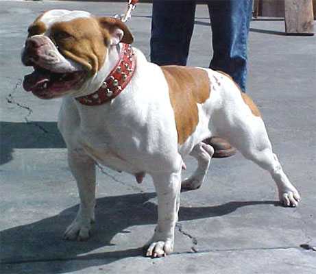 Fastlane's Foxy Ruby | Olde English Bulldogge 