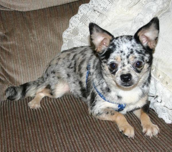 Varners Blue Merle Pru | Chihuahua 
